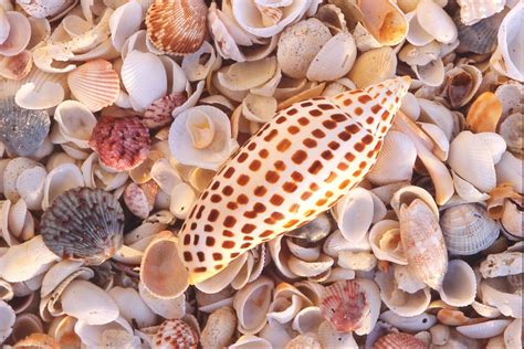 A junonia shell amid an array of seashells found on the beaches of ...