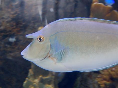 The Online Zoo - Bluespine Unicornfish