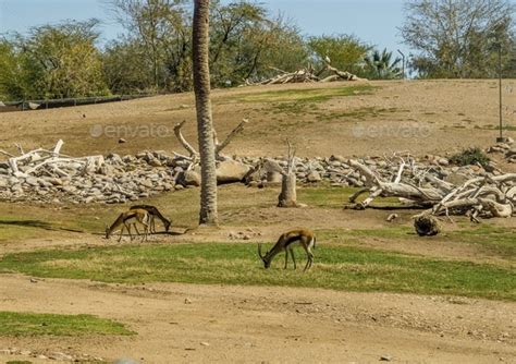 Antelope in a natural habitat at a zoo Stock Photo by ChantelleL3