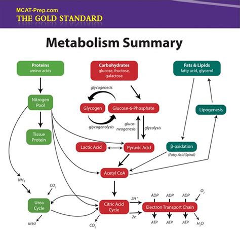 Biochemistry Macromolecules: Summary IV - Metabolism | Biochemistry ...