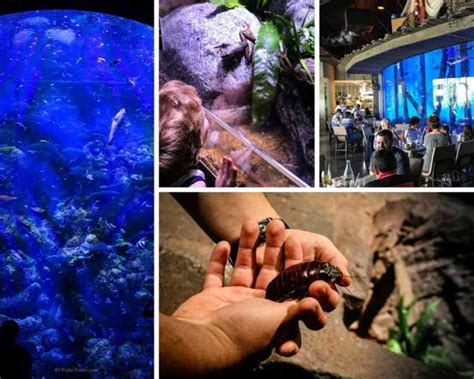 Cairns Aquarium - From Rainforest To Reef in Queensland