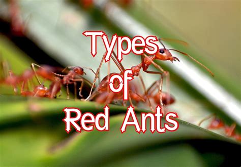 Red Ants Vs Black Ants: Differences To Consider A-Z Animals, 45% OFF