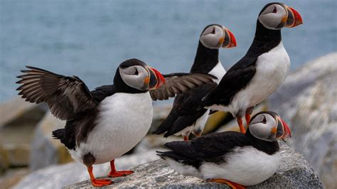 Puffins up-close on Machias Seal Island in Maine. Tours offered by Bold ...