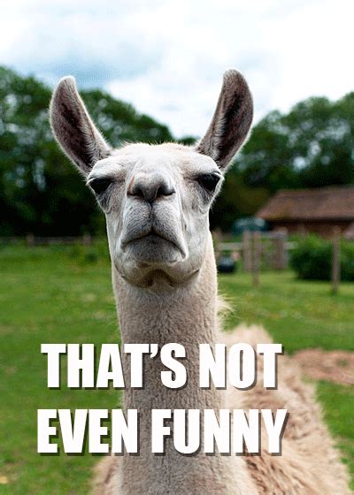 Funny Llama Quotes. QuotesGram