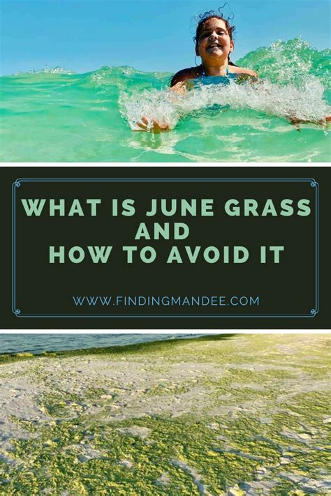 What's That Green Stuff at the Beach? It's June Grass! - Finding Mandee