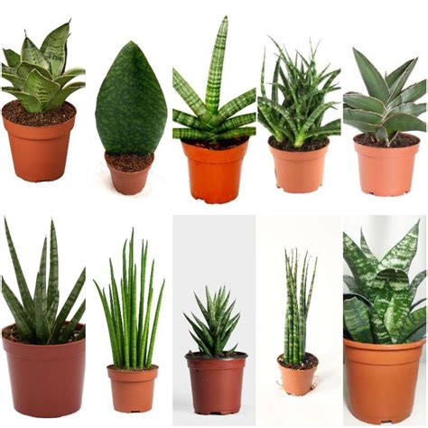 Sansevieria Live Rare Snake Plant Varieties with FREE POT | Shopee ...