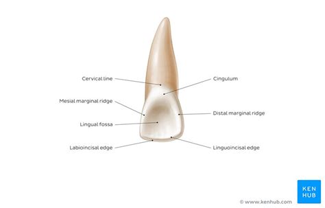 Incisors: Definition, shape, function | Kenhub