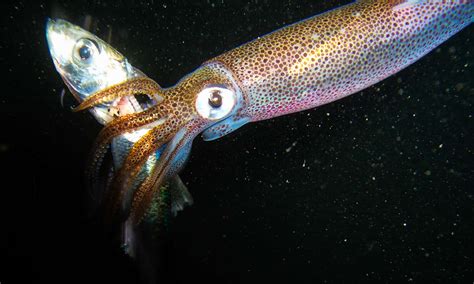 How Many Arms and Tentacles Do Squids Have? - A-Z Animals