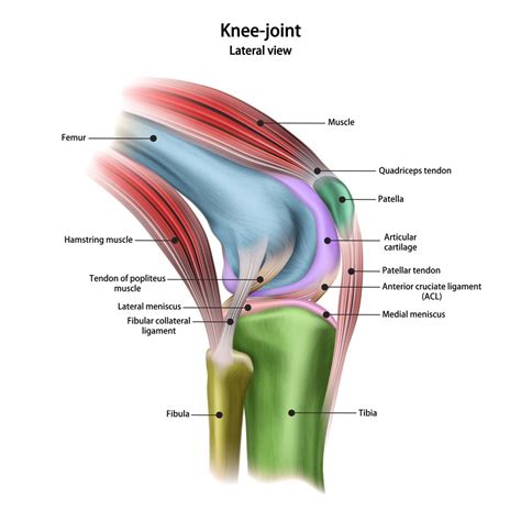 Leg Anatomy Muscles Ligaments And Tendons : Muscular And Skeletal ...