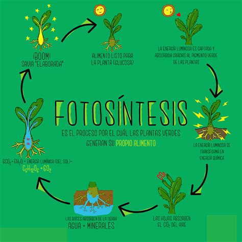 Mapa conceptual de la fotosíntesis ¡Guía paso a paso!