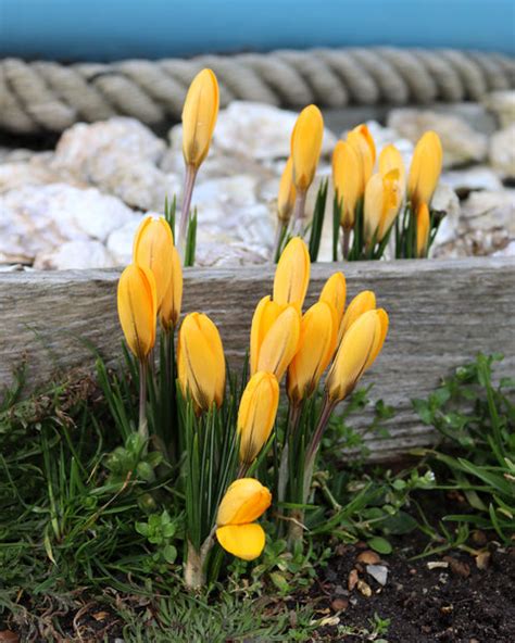 Crocus 'Yellow' bulbs — Buy online at Farmer Gracy UK