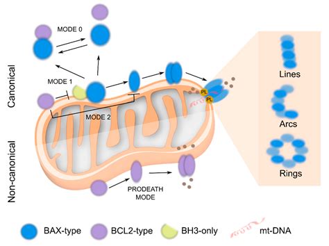 Cells | Free Full-Text | The Incomplete Puzzle of the BCL2 Proteins