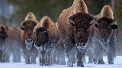 Bison at Yellowstone National Park, Wyoming - Bing Gallery