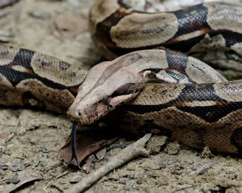 Boa Constrictor - Facts, Diet, Habitat & Pictures on Animalia.bio