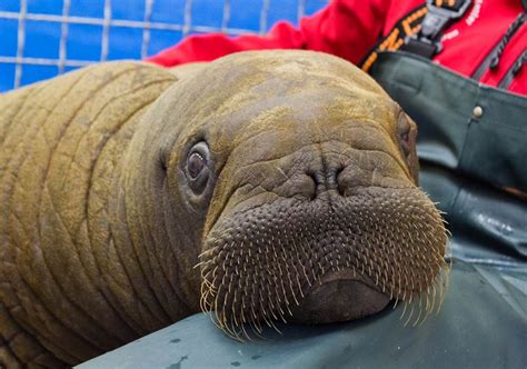 Baby Walrus! So Fraking adorable. | Baby walrus, Alaska sealife center ...