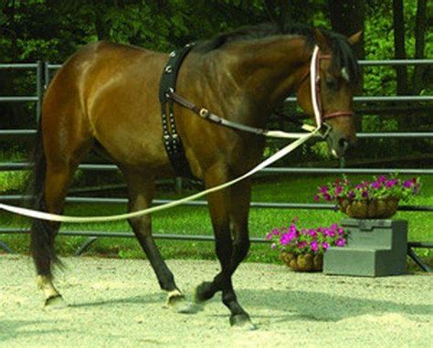 Training Equipment interactive by Toll Booth Saddle | Horses, Lunging ...