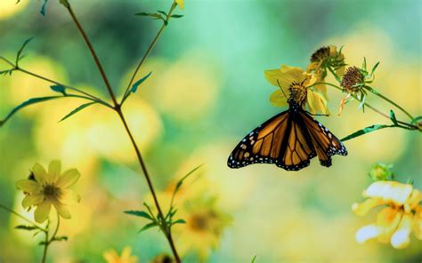 Butterfly Wallpapers HD - Wallpaper Cave