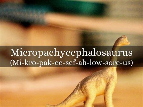 Micropachycephalosaurus by Garrett Steadham