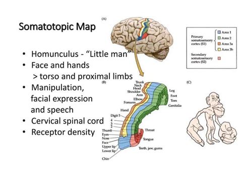 Lecture 12 Somatosensory System and Nociception