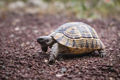 Italian Woman Fined for Taking Her Turtle for a Walk During Coronavirus ...