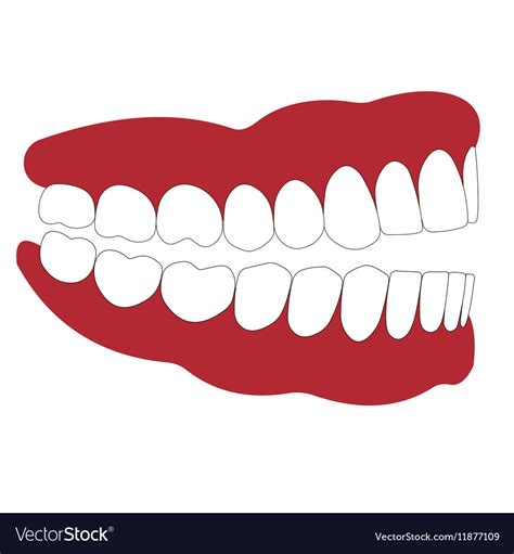 Open mouth is not closed teeth Royalty Free Vector Image