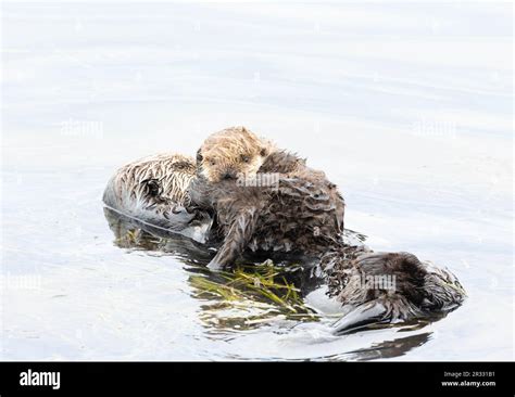 Sea Otter mom and pup Stock Photo - Alamy