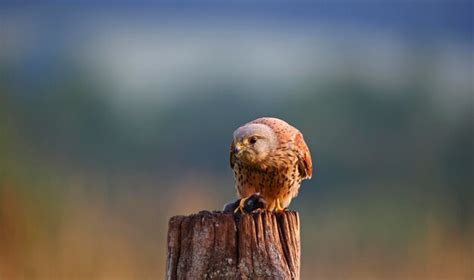 Premium Photo | Male kestrel hunting around the farm