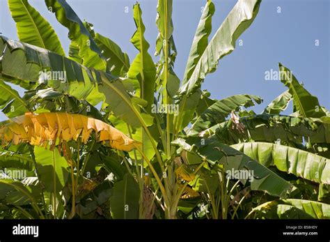 banana hybrid or cultivar Orinoco Musa acuminata x M balbisiana Stock ...