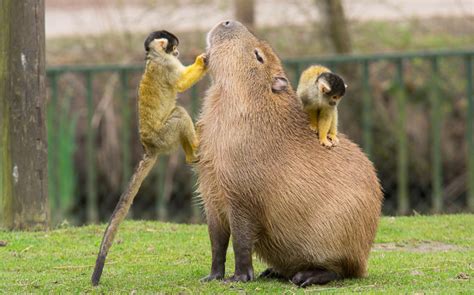 Cute Capybara Wallpapers - Top Free Cute Capybara Backgrounds ...