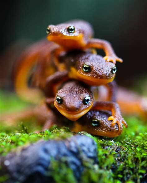 Stack em up by Pam Wood | 500px | Amphibians, Animals, Reptiles and ...