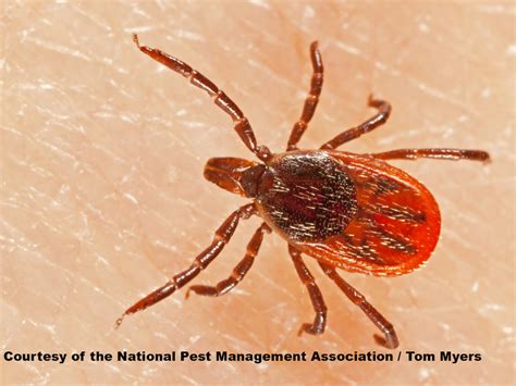 Blacklegged Deer Ticks: Removal & Control of Deer Ticks