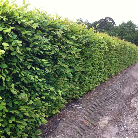 Buy Bareroot Hornbeam Hedging Online in Ireland