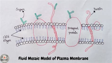 Cell Membrane Drawing