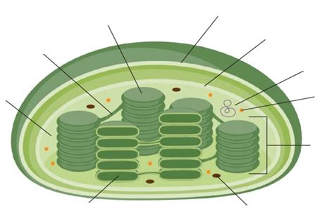 Label the Chloroplast Diagram | Quizlet