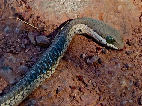 Boomslang (Dispholidus typus) juvenile found dead on the r… | Flickr