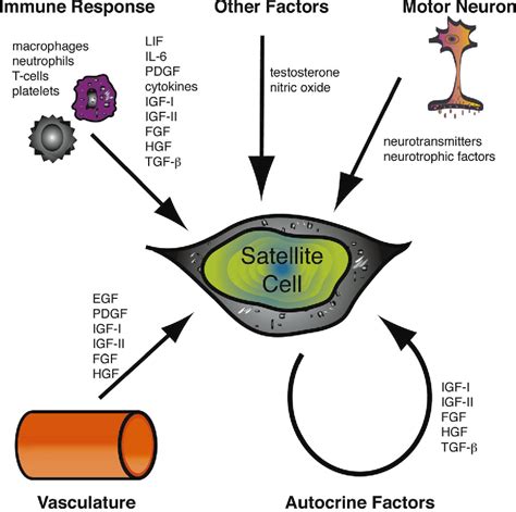 [PDF] Myogenic satellite cells: physiology to molecular biology ...