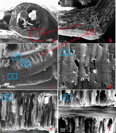 Cross section of the rostrum in C. longimanus. (a) Cross section of the ...