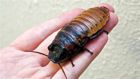 Giant Cockroach