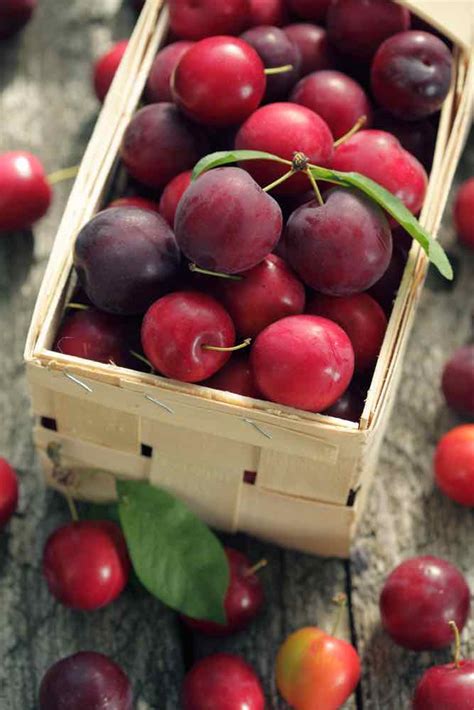 All About Cherry Plums: A Delicious Treat - Minneopa Orchards