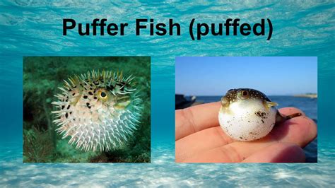 Puffer fish: Characteristics, habitat, reproduction and more....