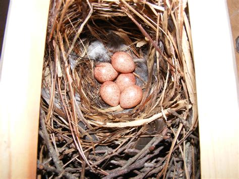 house wren eggs | 5 House Wren Eggs | ann074 | Flickr