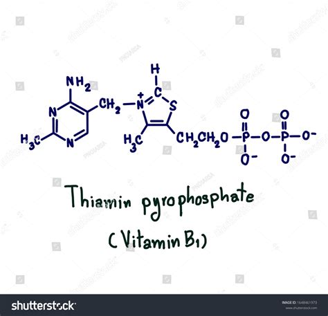 43 Thiamine Pyrophosphate Images, Stock Photos & Vectors | Shutterstock