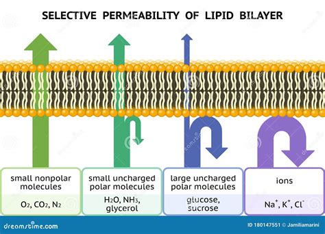 Selective Permeability Of Lipid Bilayer Semipermeable Cell Membrane ...