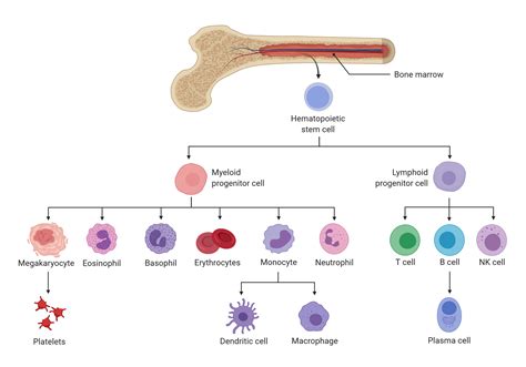 Blood Stem Cell Differentiation