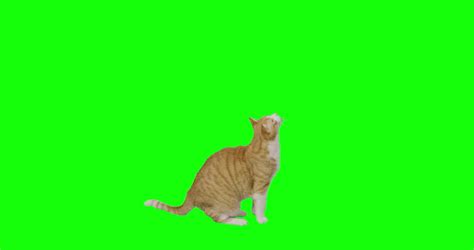 4K-GREEN-SCREEN-CAT Footage, Videos and Clips in HD and 4K - Avopix.com