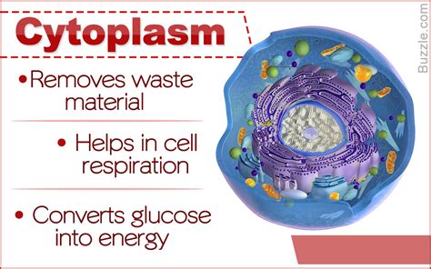 Cytoplasm: Exploring the Functions of the Building Blocks of Life ...