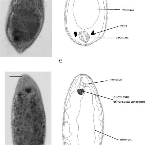 Turbellaria from the mantle cavity and the digestive system of Mytilus ...