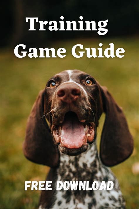 DIY Dog Training Games: your dog will pay attention to you despite ...