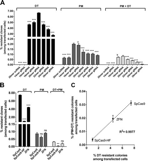 Optimization of gene editing: influence of gRNA length and editing ...