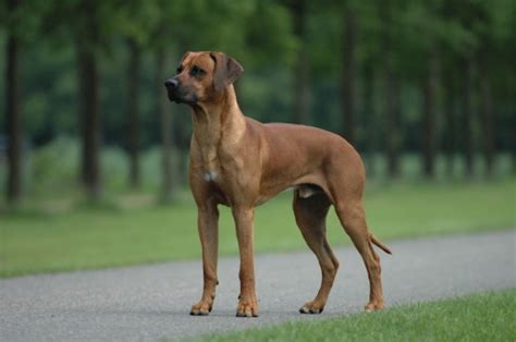 Rhodesian Ridgeback - Simple English Wikipedia, the free encyclopedia